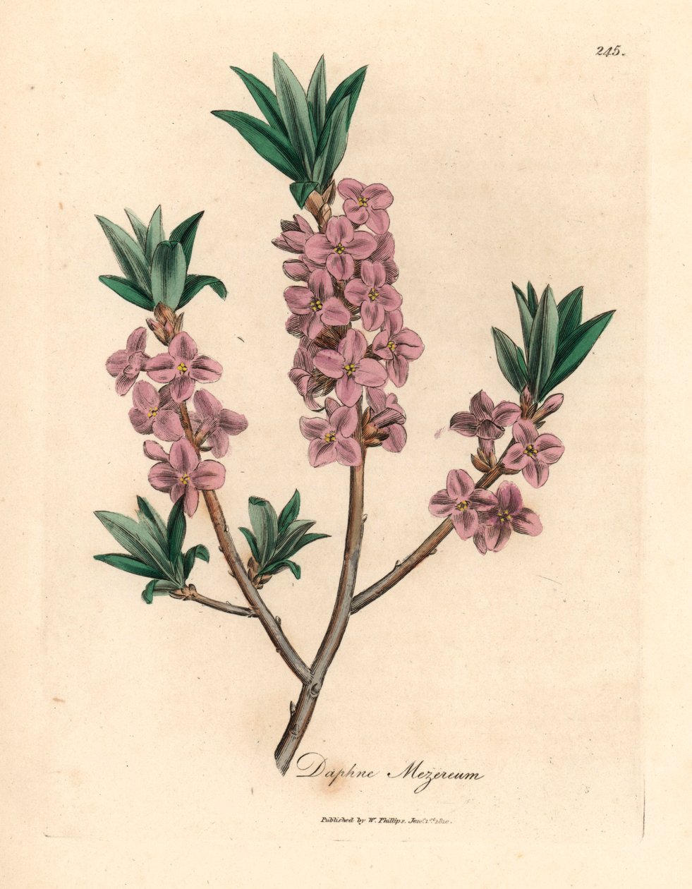 粉红花mezereon，Daphne mezereum，出自詹姆斯-索尔比（James Sowerby）1832 年威廉-伍德维尔和威廉-杰克逊-胡克爵士的《医学植物学》中的一幅植物插图（手工彩色铜版雕刻）。 作者 詹姆斯（后）索尔比
