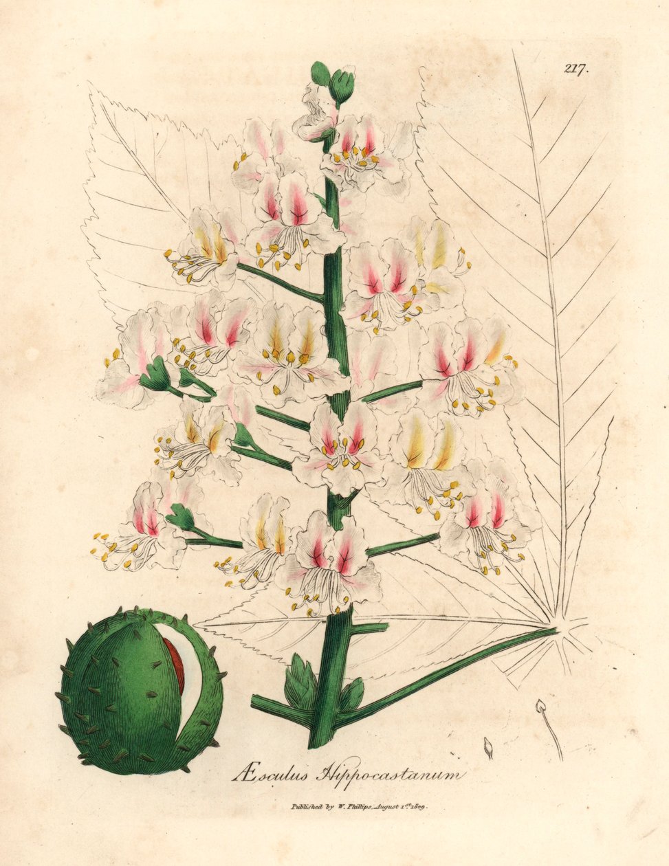 马栗树（Aesculus hippocastanum）的粉红色花朵和果实，选自詹姆斯-索尔比（James Sowerby）1832 年威廉-伍德维尔（William Woodville）和威廉-杰克逊-胡克尔爵士（Sir William Jackson Hooker）的《医学植物学》中的植物插图（手工彩色铜版雕刻）。 作者 詹姆斯（后）索尔比