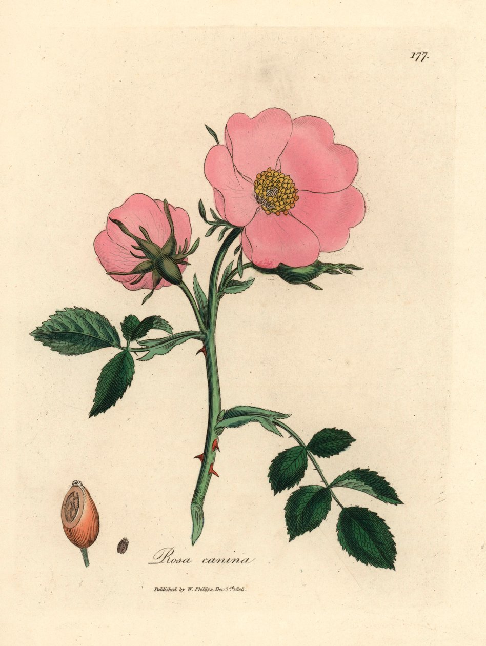 粉色狗蔷薇和玫瑰果，Rosa canina，出自 James Sowerby 绘制的植物插图，选自 William Woodville 和 William Jackson Hooker 爵士 1832 年出版的《医学植物学》（手工彩色铜版雕刻）。 作者 詹姆斯（后）索尔比