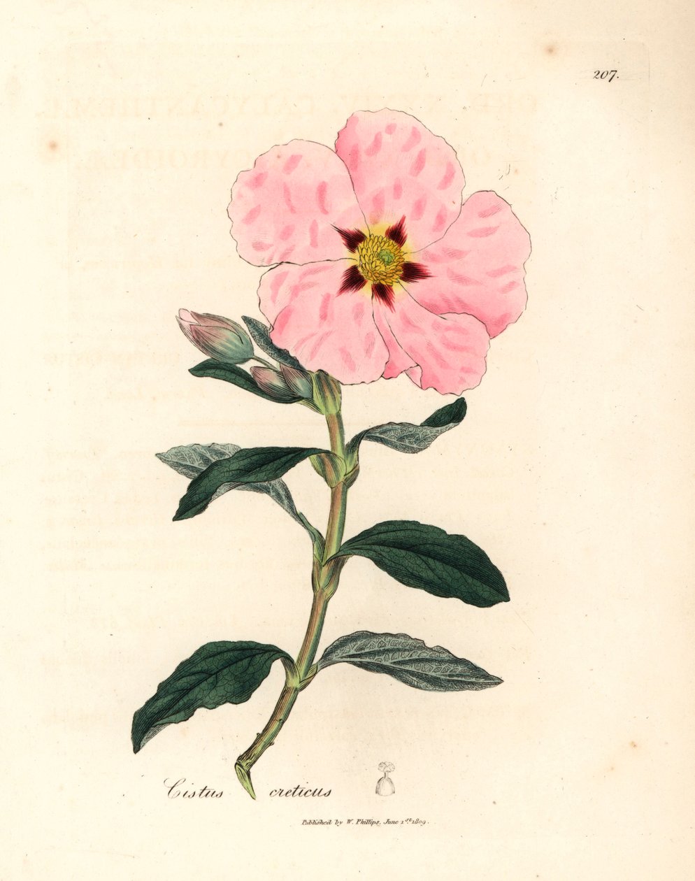 粉红色花的克里特肉苁蓉（Cistus creticus），出自詹姆斯-索尔比（James Sowerby）1832 年威廉-伍德维尔（William Woodville）和威廉-杰克逊-胡克爵士（Sir William Jackson Hooker）的《医学植物学》中的一幅植物插图（手工彩色铜版雕刻）。 作者 詹姆斯（后）索尔比