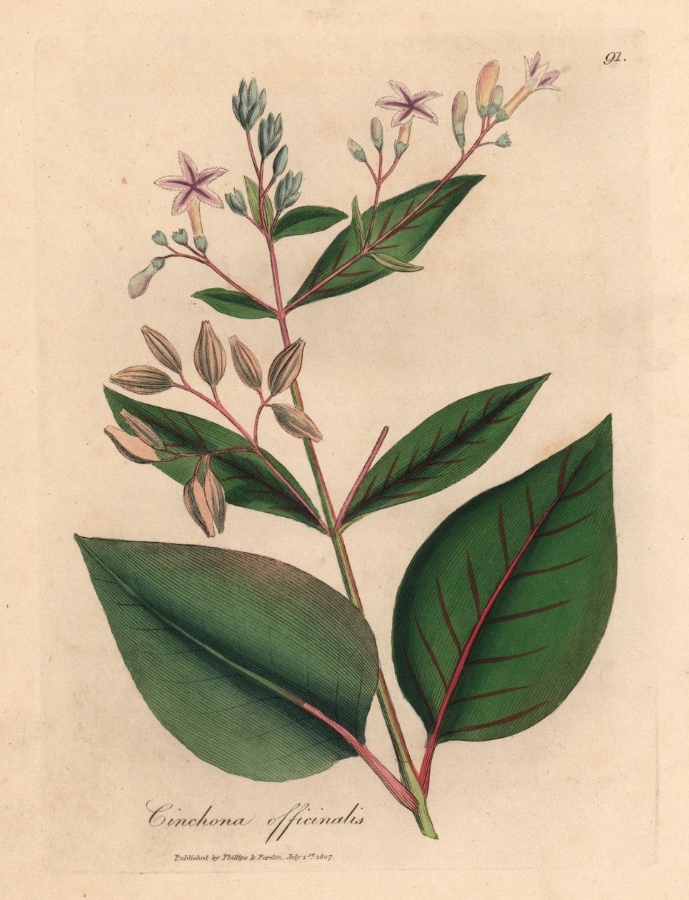 粉红色花的秘鲁树皮树（Cinchona officinalis），出自詹姆斯-索尔比（James Sowerby）1832 年威廉-伍德维尔（William Woodville）和威廉-杰克逊-胡克尔爵士（Sir William Jackson Hooker）的《医学植物学》中的植物插图（手工彩色铜版雕刻）。 作者 詹姆斯（后）索尔比