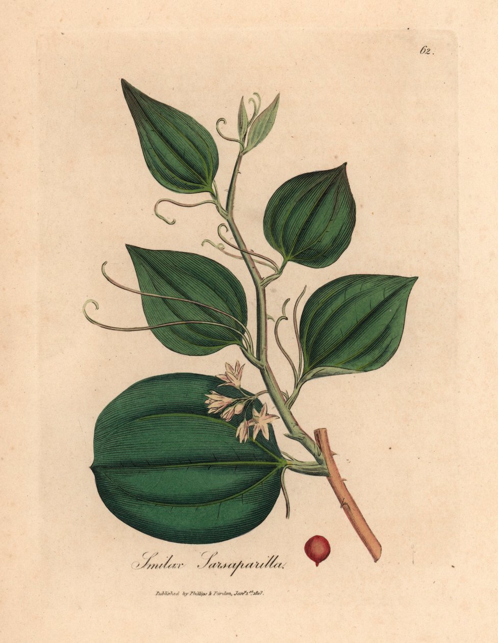 菝葜（Smilax sarsaparilla）的粉红色花朵和浆果，出自詹姆斯-索尔比（James Sowerby）1832 年威廉-伍德维尔和威廉-杰克逊-胡克爵士的《医学植物学》中的一幅植物插图（手工彩色铜版雕刻）。 作者 詹姆斯（后）索尔比