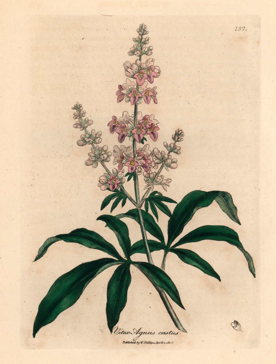 粉红花女贞树（Vitex agnus castus），出自詹姆斯-索尔比（James Sowerby）1832 年威廉-伍德维尔（William Woodville）和威廉-杰克逊-胡克爵士（Sir William Jackson Hooker）的《医学植物学》中的一幅植物插图（手工彩色铜版雕刻）。 作者 詹姆斯（后）索尔比