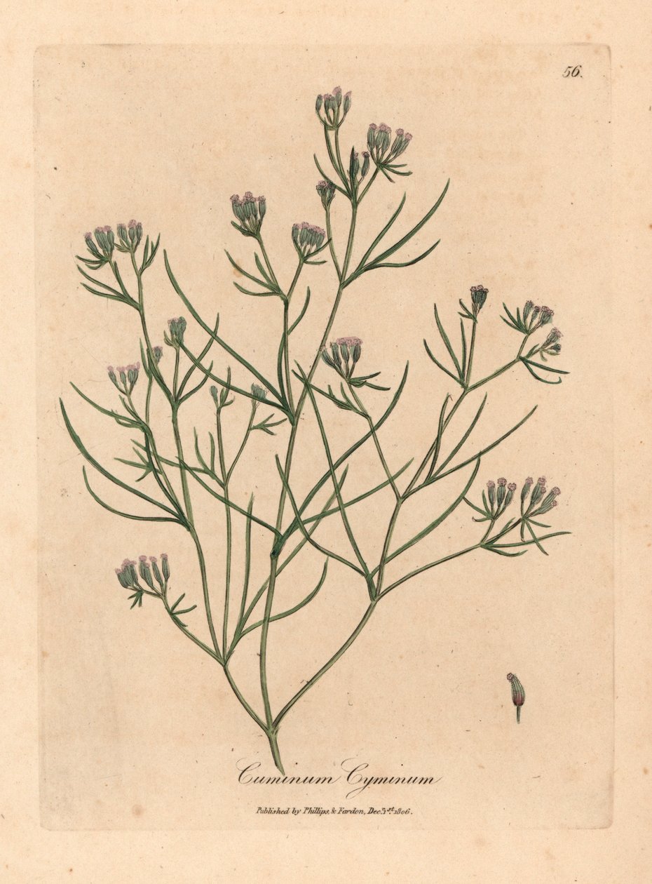粉红小花孜然，Cuminum cyminum，出自詹姆斯-索尔比（James Sowerby）1832 年威廉-伍德维尔和威廉-杰克逊-胡克爵士的《医学植物学》中的植物插图（手工彩色铜版雕刻）。 作者 詹姆斯（后）索尔比