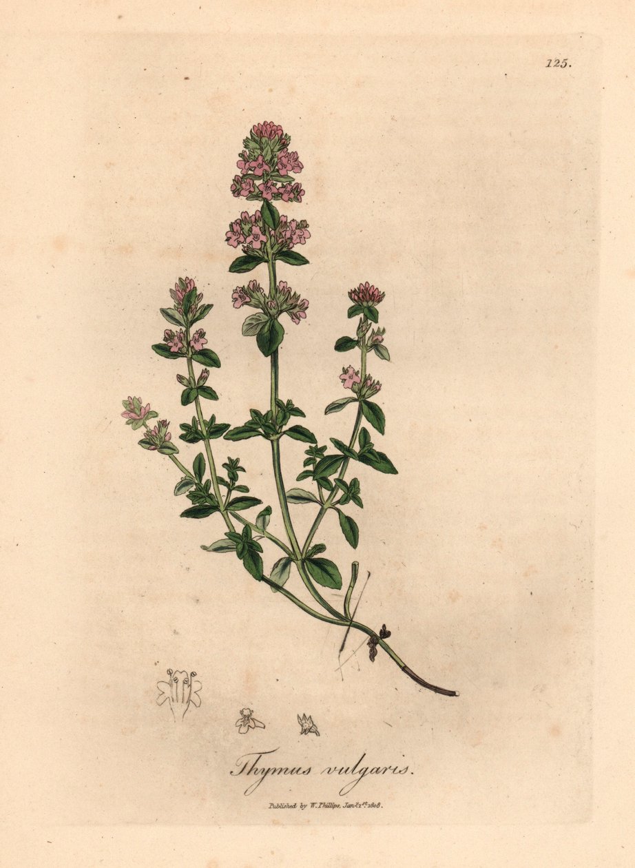 粉红花百里香（Thymus vulgaris），出自詹姆斯-索尔比（James Sowerby）1832 年威廉-伍德维尔和威廉-杰克逊-胡克爵士的《医学植物学》中的植物插图（手工彩色铜版雕刻）。 作者 詹姆斯（后）索尔比