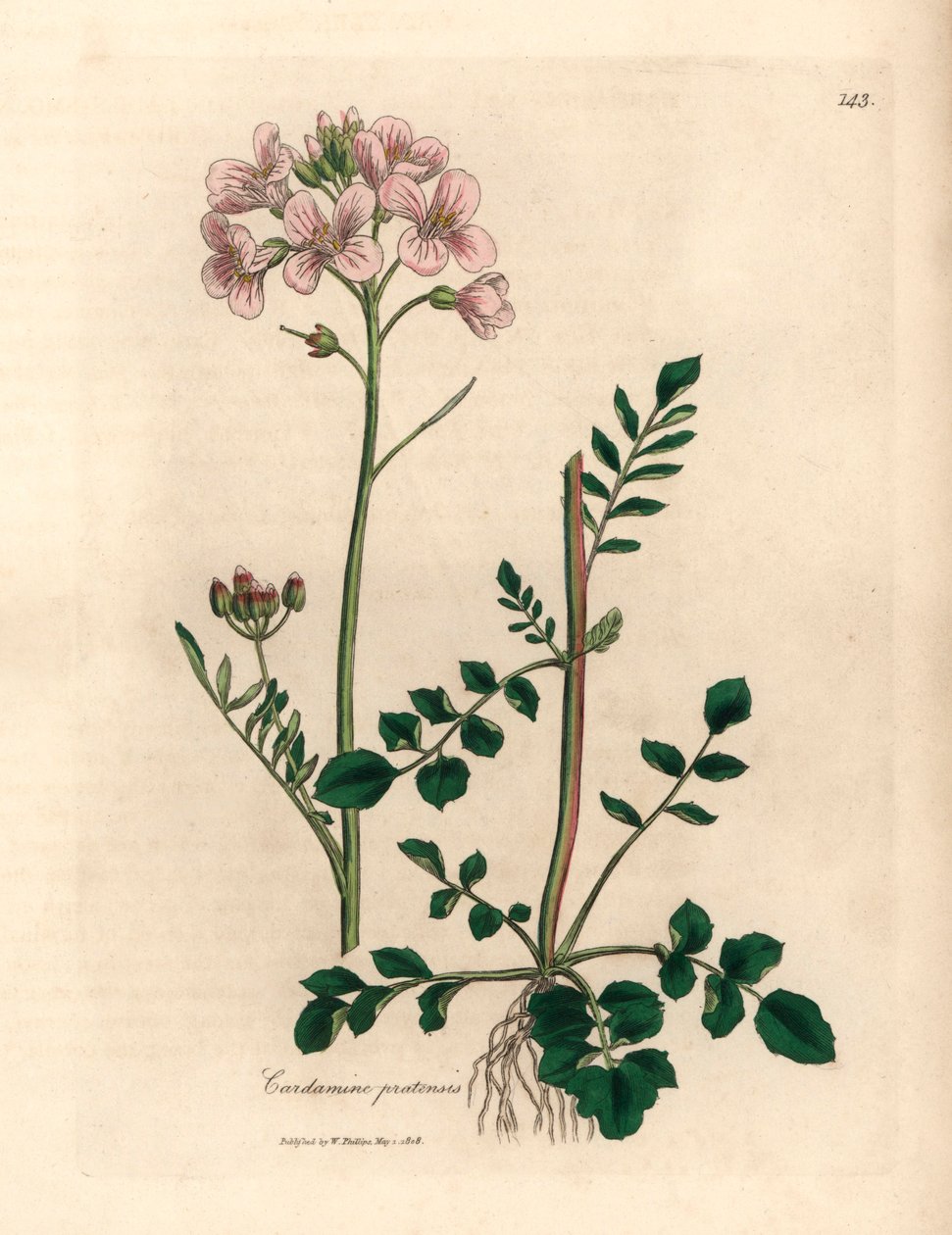 粉色花女式罩衫或杜鹃花，Cardamine pratensis，出自詹姆斯-索尔比创作的植物插图，选自威廉-伍德维尔和威廉-杰克逊-胡克爵士 1832 年出版的《医学植物学》（手工彩色铜版雕刻）。 作者 詹姆斯（后）索尔比