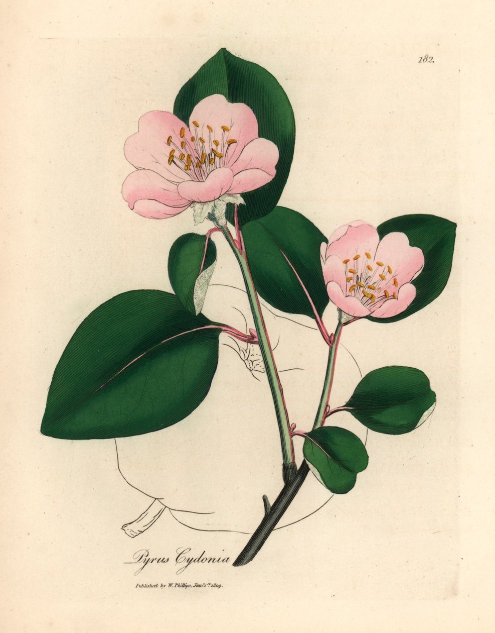粉红花榅桲树（Pyrus cydonia），选自詹姆斯-索尔比（James Sowerby）1832 年威廉-伍德维尔和威廉-杰克逊-胡克爵士的《医学植物学》中的植物插图（手工彩色铜版雕刻）。 作者 詹姆斯（后）索尔比