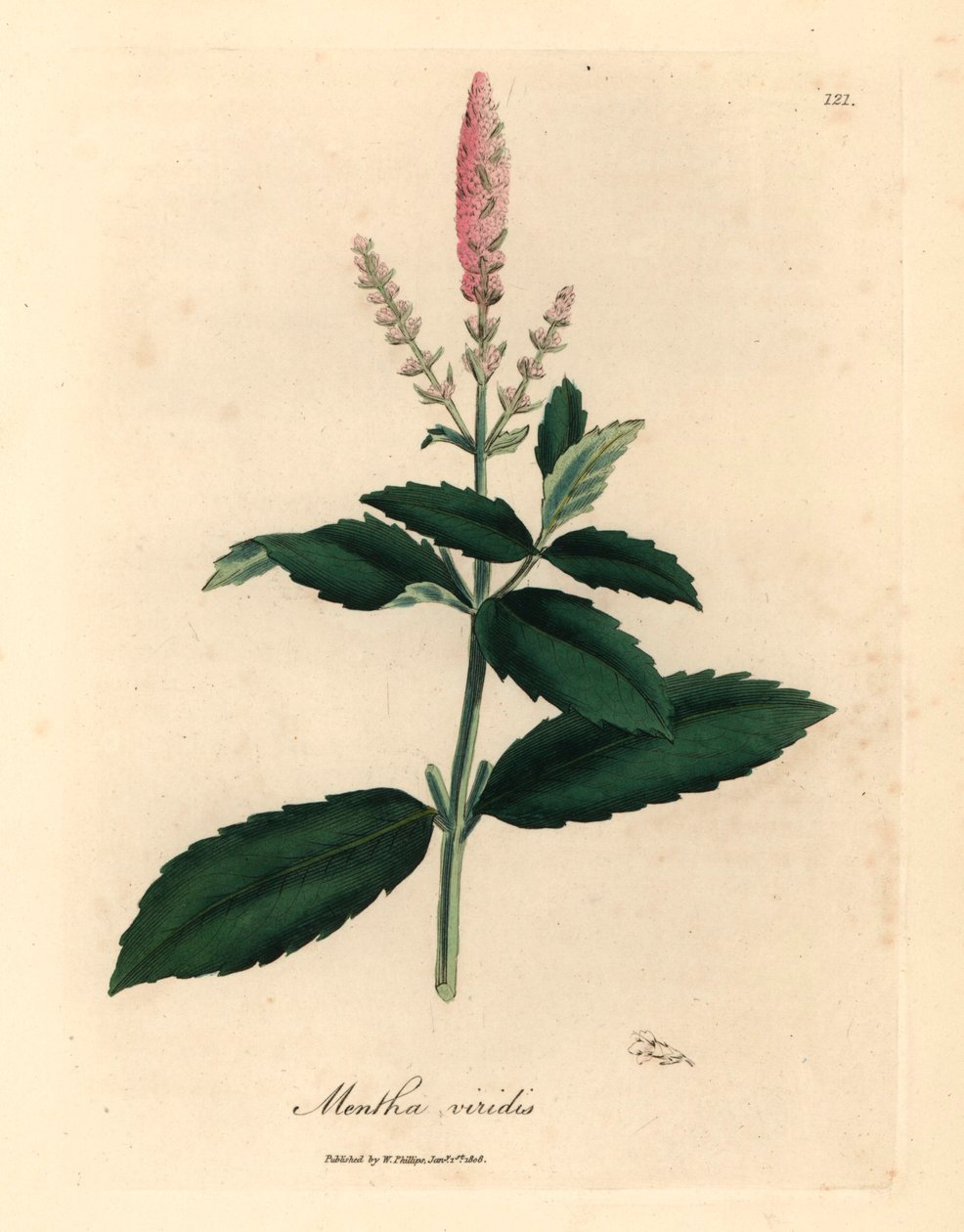 粉红花留兰香（Mentha viridis），出自詹姆斯-索尔比（James Sowerby）1832 年威廉-伍德维尔和威廉-杰克逊-胡克爵士的《医学植物学》中的植物插图（手工彩色铜版雕刻）。 作者 詹姆斯（后）索尔比