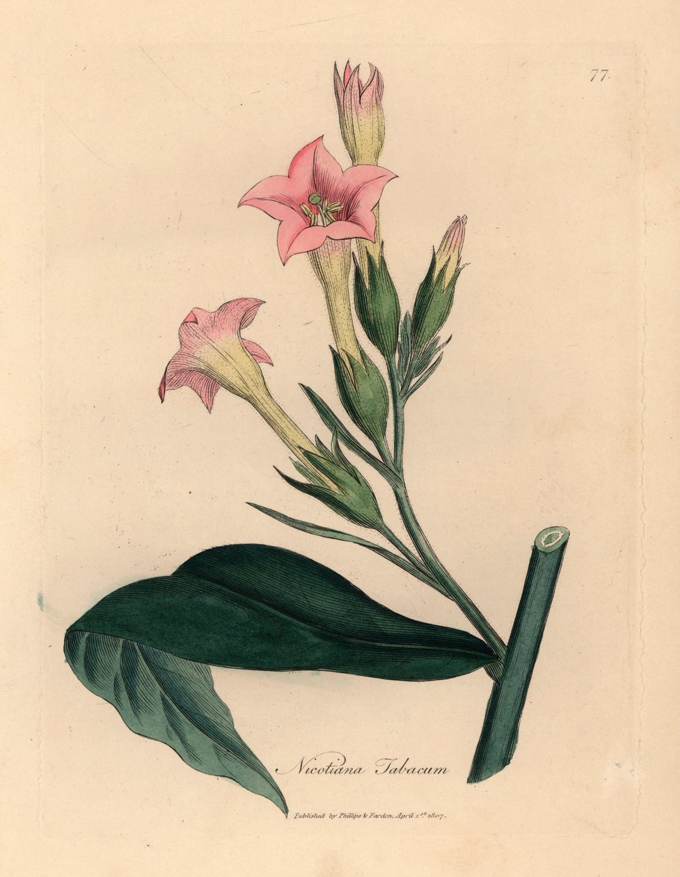 粉红花烟草植物，Nicotiana tabacum，出自詹姆斯-索尔比（James Sowerby）1832 年威廉-伍德维尔（William Woodville）和威廉-杰克逊-胡克爵士（Sir William Jackson Hooker）的《医学植物学》中的植物插图（手工彩色铜版雕刻）。 作者 詹姆斯（后）索尔比