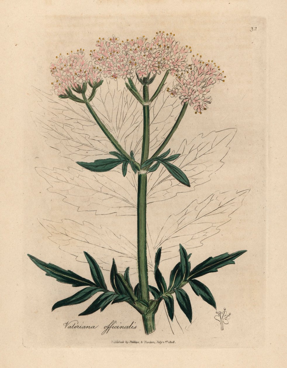 粉红花缬草（Valeriana officinalis），出自詹姆斯-索尔比（James Sowerby）1832 年威廉-伍德维尔和威廉-杰克逊-胡克爵士的《医学植物学》中的一幅植物插图（手工彩色铜版雕刻）。 作者 詹姆斯（后）索尔比