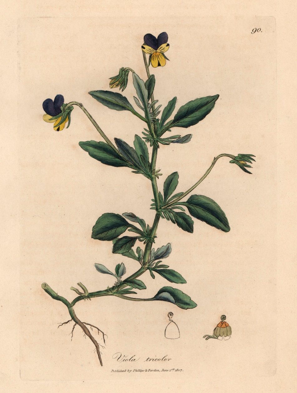 紫色和黄色的三色堇，Viola tricolor，出自詹姆斯-索尔比（James Sowerby）1832 年威廉-伍德维尔（William Woodville）和威廉-杰克逊-胡克爵士（Sir William Jackson Hooker）的《医学植物学》中的植物插图（手工彩色铜版雕刻）。 作者 詹姆斯（后）索尔比