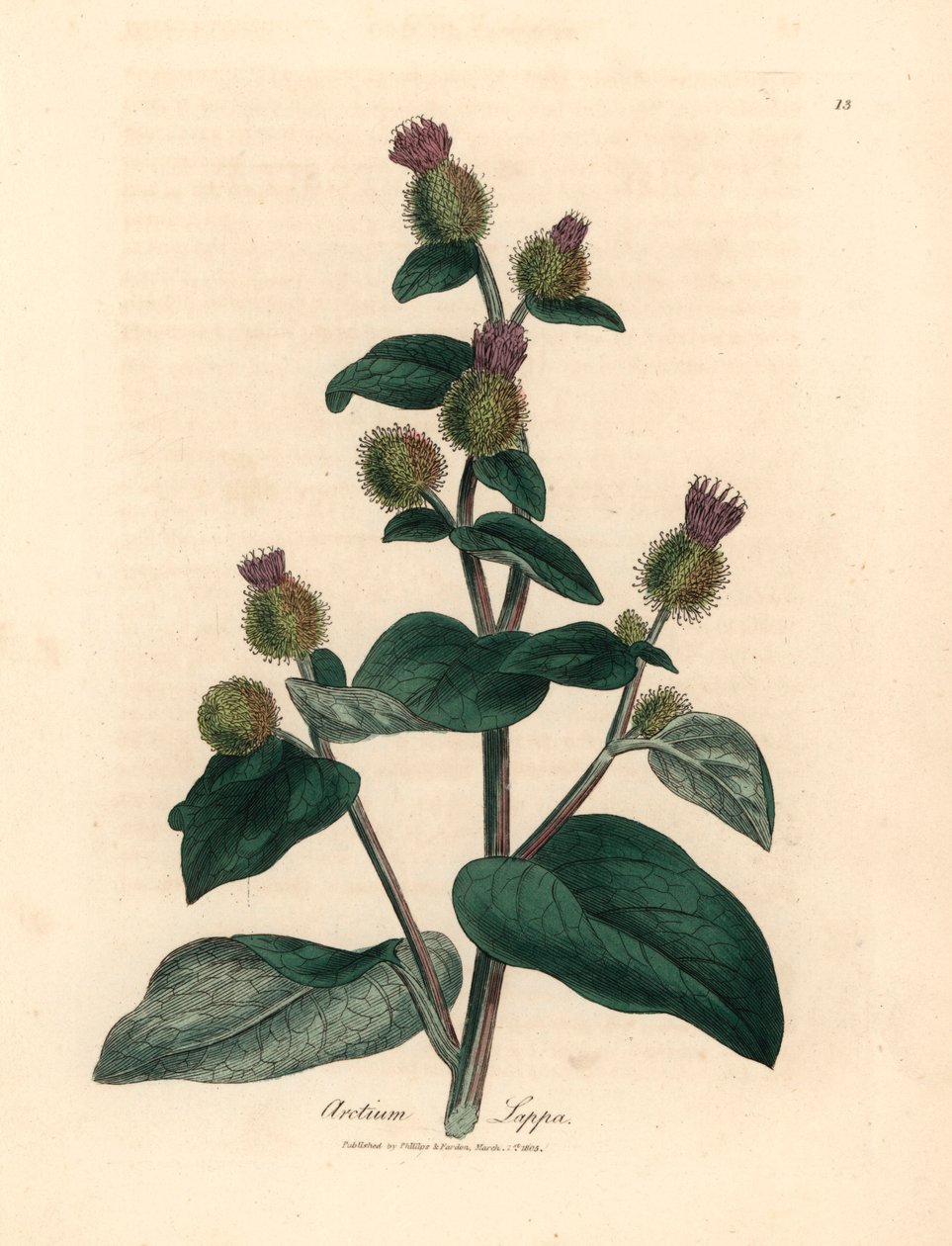 紫花牛蒡（Arctium lappa），出自詹姆斯-索尔比（James Sowerby）1832 年威廉-伍德维尔（William Woodville）和威廉-杰克逊-胡克爵士（Sir William Jackson Hooker）的《医学植物学》中的植物插图（手工彩色铜版雕刻）。 作者 詹姆斯（后）索尔比