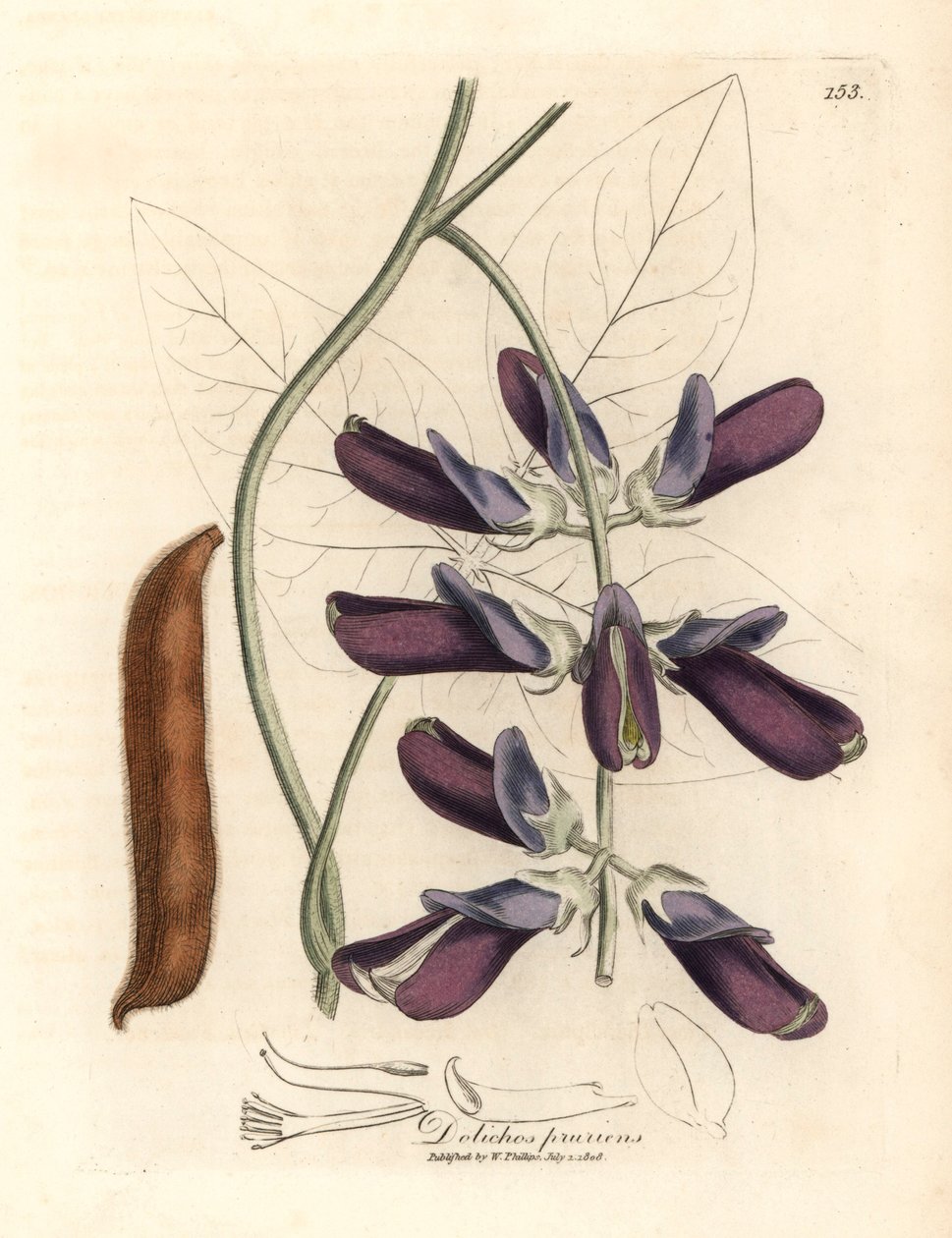 紫花牛筋草（Dolichos pruriens），出自詹姆斯-索尔比（James Sowerby）1832 年威廉-伍德维尔（William Woodville）和威廉-杰克逊-胡克爵士（Sir William Jackson Hooker）的《医学植物学》中的一幅植物插图（手工彩色铜版雕刻）。 作者 詹姆斯（后）索尔比