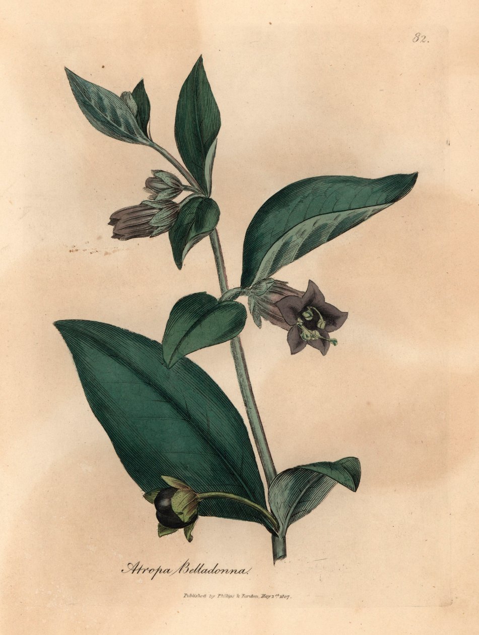紫花致命夜来香（Atropa belladonna），出自詹姆斯-索尔比（James Sowerby）1832 年威廉-伍德维尔和威廉-杰克逊-胡克爵士的《医学植物学》中的植物插图（手工彩色铜版雕刻）。 作者 詹姆斯（后）索尔比