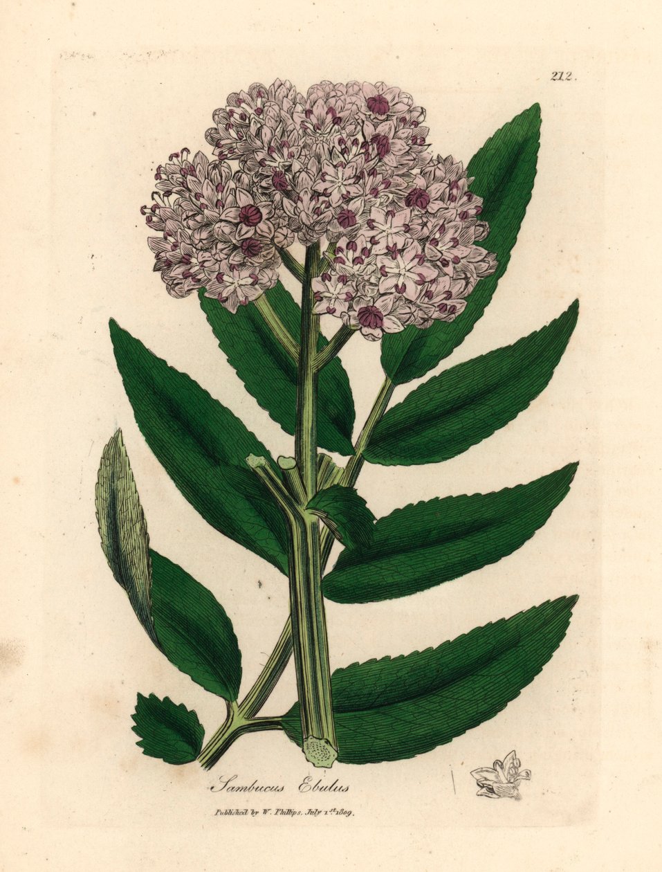 紫花矮接骨木 Sambucus ebulus，出自詹姆斯-索尔比（James Sowerby）1832 年威廉-伍德维尔（William Woodville）和威廉-杰克逊-胡克爵士（William Jackson Hooker）的《医学植物学》中的植物插图（手工彩色铜版雕刻）。 作者 詹姆斯（后）索尔比