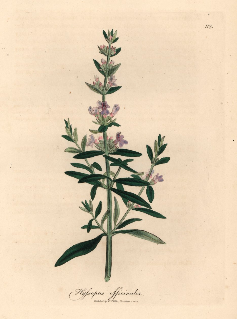 紫花牛膝草（Hyssopus officinalis），出自詹姆斯-索尔比（James Sowerby）1832 年威廉-伍德维尔（William Woodville）和威廉-杰克逊-胡克爵士（Sir William Jackson Hooker）的《医学植物学》中的一幅植物插图（手工彩色铜版雕刻）。 作者 詹姆斯（后）索尔比
