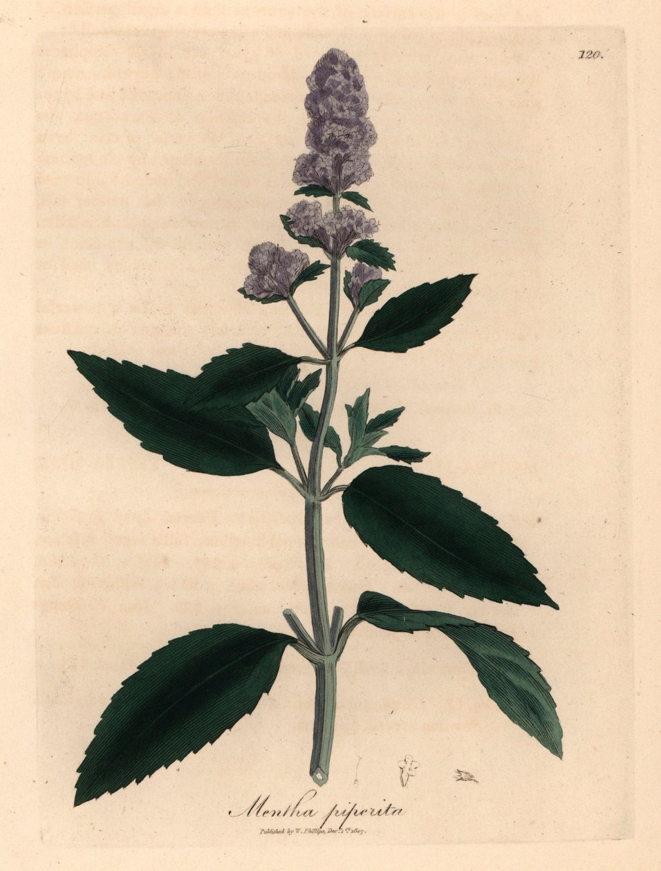 紫花薄荷（Mentha piperita），出自詹姆斯-索尔比（James Sowerby）1832 年威廉-伍德维尔（William Woodville）和威廉-杰克逊-胡克爵士（Sir William Jackson Hooker）的《医学植物学》中的植物插图（手工彩色铜版雕刻）。 作者 詹姆斯（后）索尔比