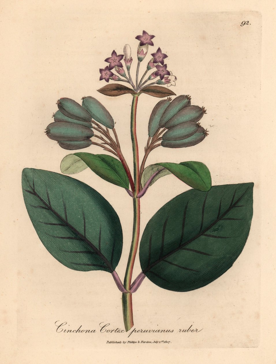 紫花秘鲁红皮树，Cinchona cortex peruvianus ruber，摘自詹姆斯-索尔比（James Sowerby）1832 年威廉-伍德维尔（William Woodville）和威廉-杰克逊-胡克爵士（William Jackson Hooker）《医学植物学》中的一幅植物插图（手工彩色铜版雕刻）。 作者 詹姆斯（后）索尔比