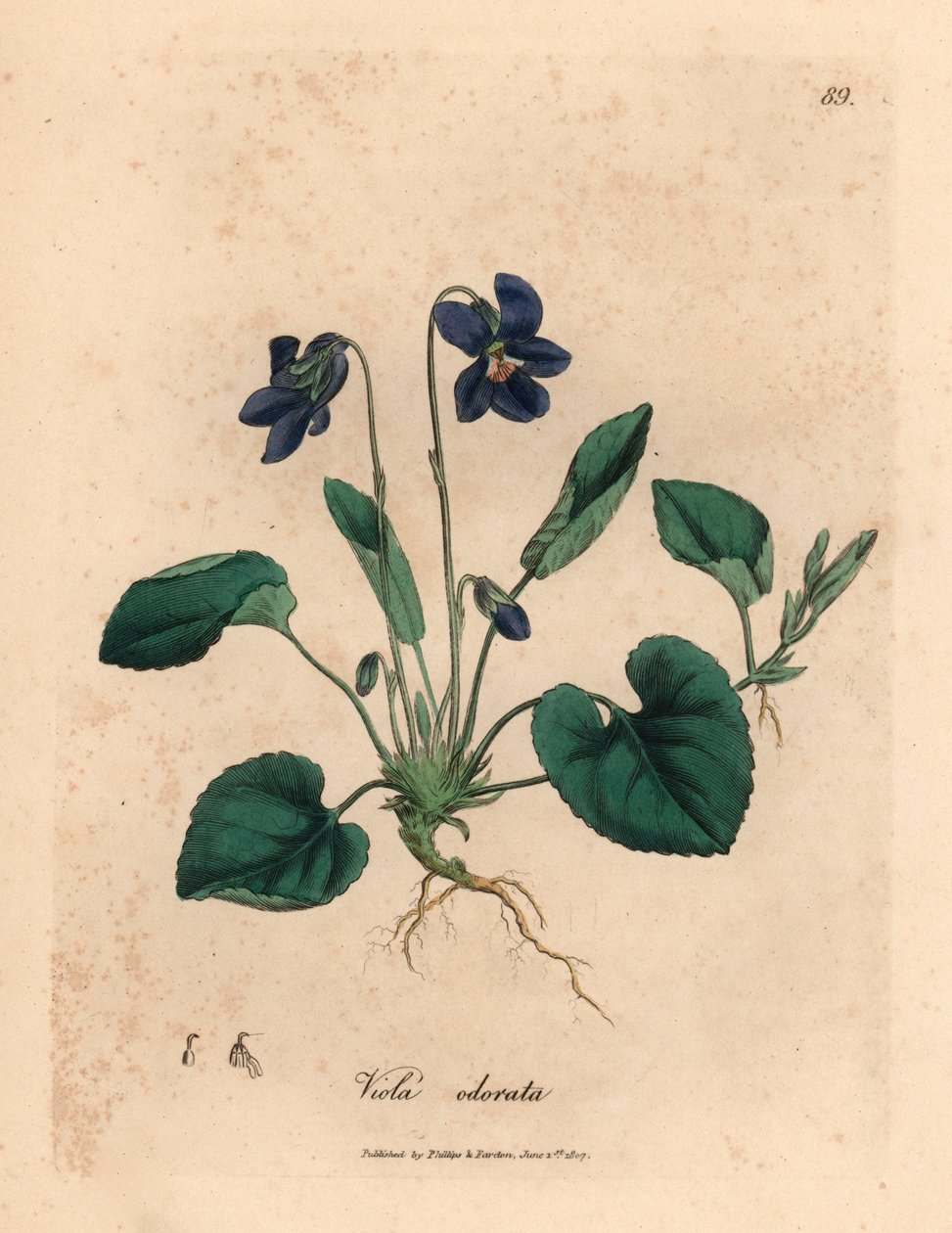 紫花甜紫，Viola odorata，摘自詹姆斯-索尔比（James Sowerby）1832 年威廉-伍德维尔（William Woodville）和威廉-杰克逊-胡克爵士（Sir William Jackson Hooker）的《医学植物学》中的植物插图（手工彩色铜版雕刻）。 作者 詹姆斯（后）索尔比