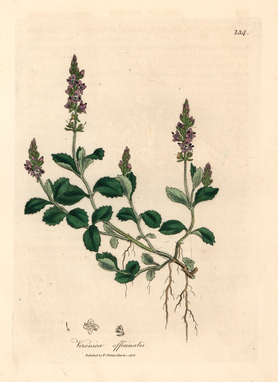 紫花地丁，Veronica officinalis，出自詹姆斯-索尔比（James Sowerby）1832 年威廉-伍德维尔（William Woodville）和威廉-杰克逊-胡克爵士（Sir William Jackson Hooker）的《医学植物学》中的植物插图（手工彩色铜版雕刻）。 作者 詹姆斯（后）索尔比