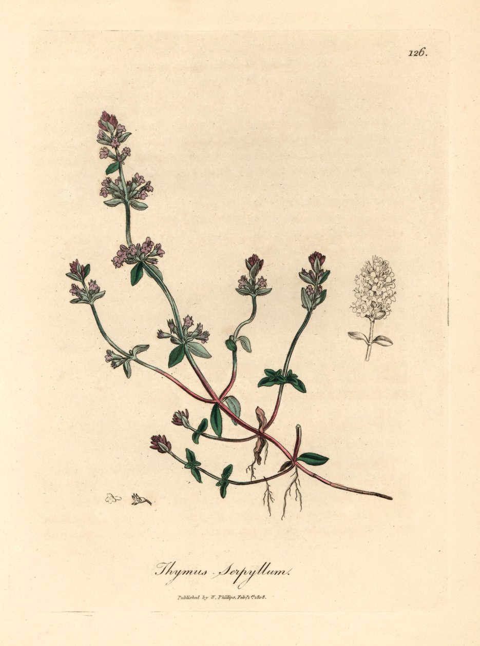 紫花野百里香（Thymus serpyllum），出自詹姆斯-索尔比（James Sowerby）1832 年威廉-伍德维尔和威廉-杰克逊-胡克爵士的《医学植物学》中的植物插图（手工彩色铜版雕刻）。 作者 詹姆斯（后）索尔比