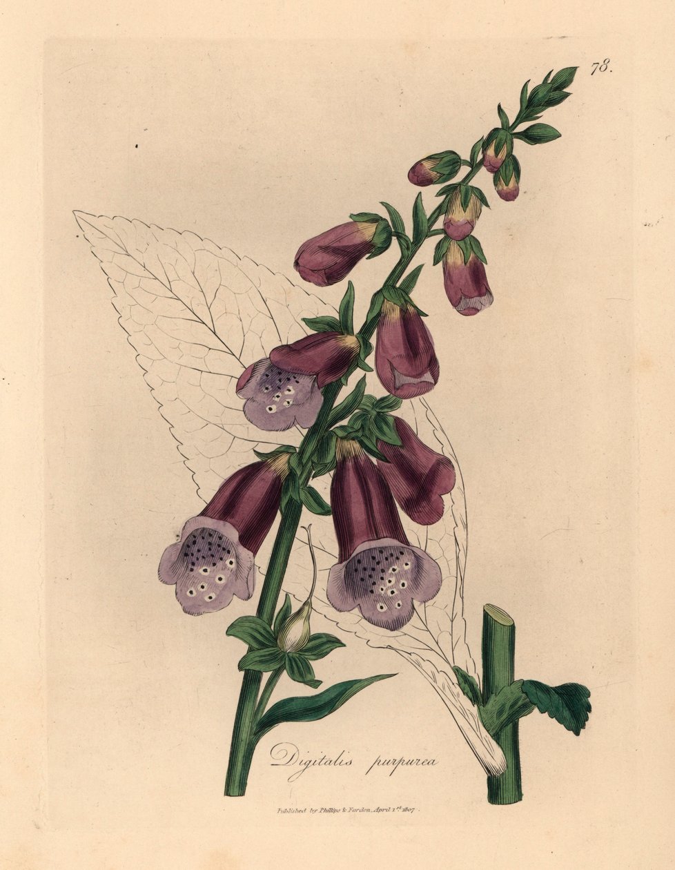 紫狐茅，Digitalis purpurea，出自詹姆斯-索尔比（James Sowerby）1832 年威廉-伍德维尔（William Woodville）和威廉-杰克逊-胡克爵士（Sir William Jackson Hooker）的《医学植物学》中的植物插图（手工彩色铜版雕刻）。 作者 詹姆斯（后）索尔比
