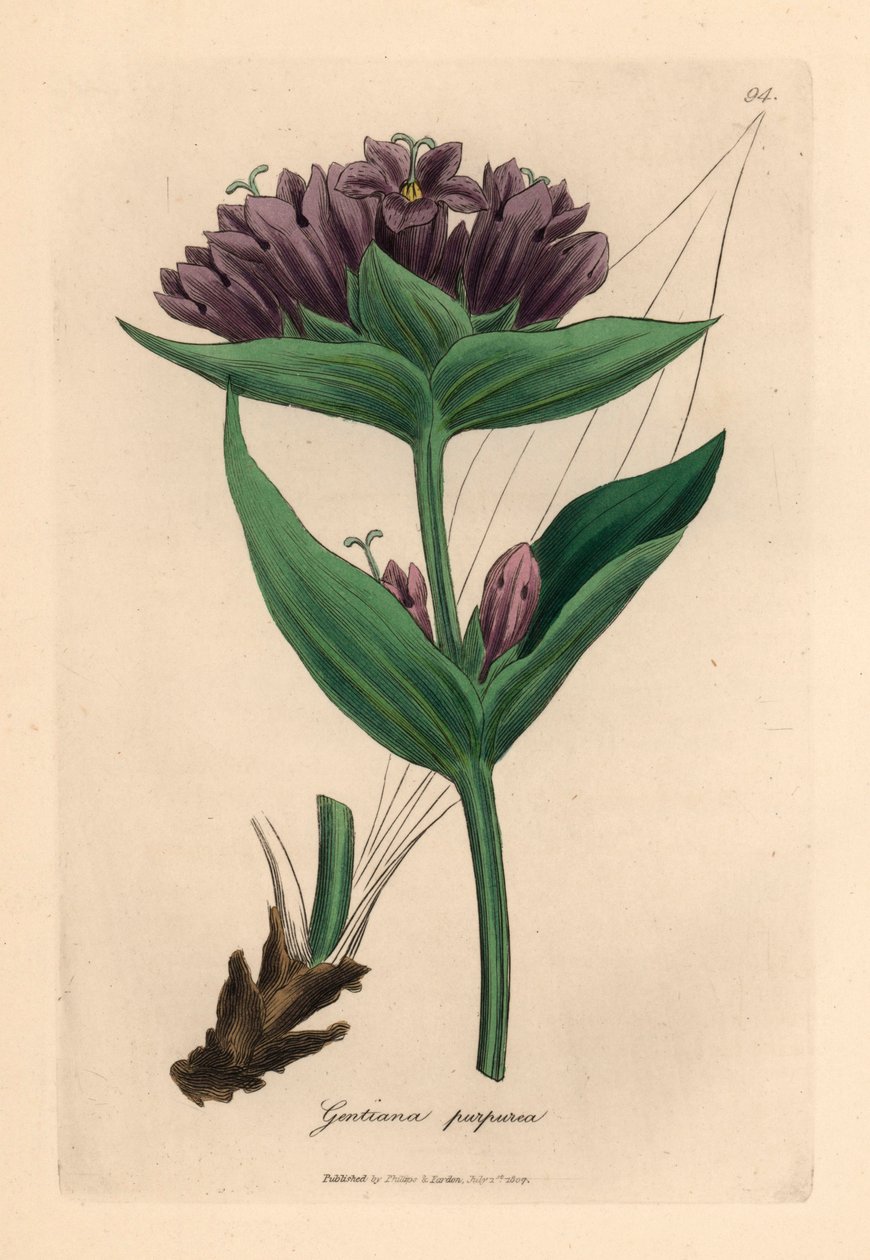 紫龙胆（Gentiana purpurea），出自詹姆斯-索尔比（James Sowerby）1832 年威廉-伍德维尔和威廉-杰克逊-胡克爵士的《医学植物学》中的植物插图（手工彩色铜版雕刻）。 作者 詹姆斯（后）索尔比