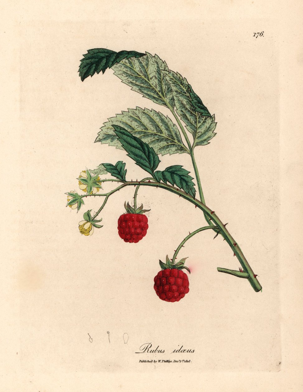 树莓丛中成熟的果实和黄色的花朵，Rubus idaeus，摘自 James Sowerby 绘制的植物插图，选自 William Woodville 和 William Jackson Hooker 爵士 1832 年出版的《医学植物学》（手工上色铜版雕刻）。 作者 詹姆斯（后）索尔比