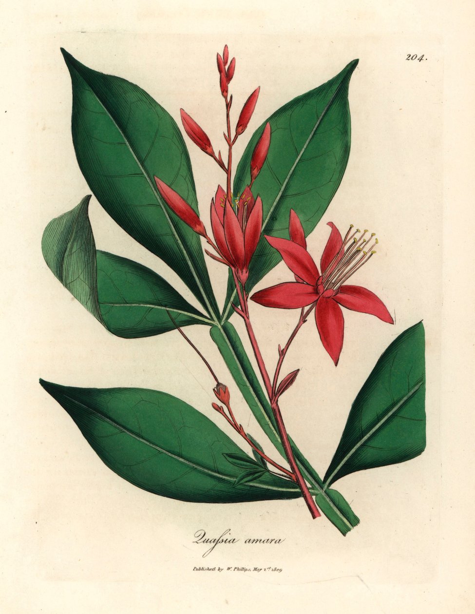 红花苦诃，Quassia amara，摘自 James Sowerby 绘制的植物插图，出自 William Woodville 和 William Jackson Hooker 爵士 1832 年出版的《医学植物学》（手工彩色铜版雕刻）。 作者 詹姆斯（后）索尔比