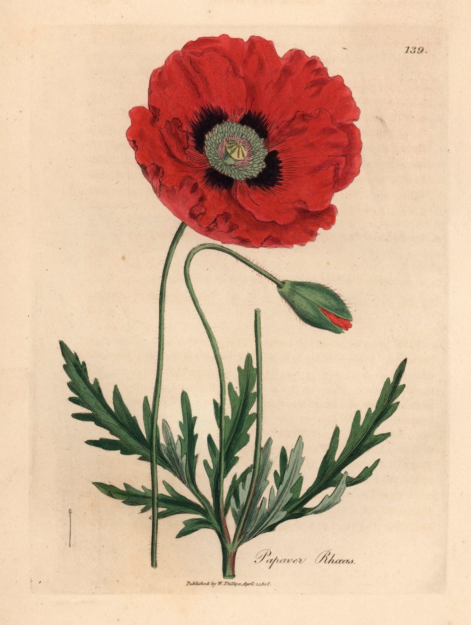 红罂粟（Papaver rhoeas），出自詹姆斯-索尔比（James Sowerby）1832 年威廉-伍德维尔（William Woodville）和威廉-杰克逊-胡克爵士（Sir William Jackson Hooker）的《医学植物学》中的植物插图（手工彩色铜版雕刻）。 作者 詹姆斯（后）索尔比