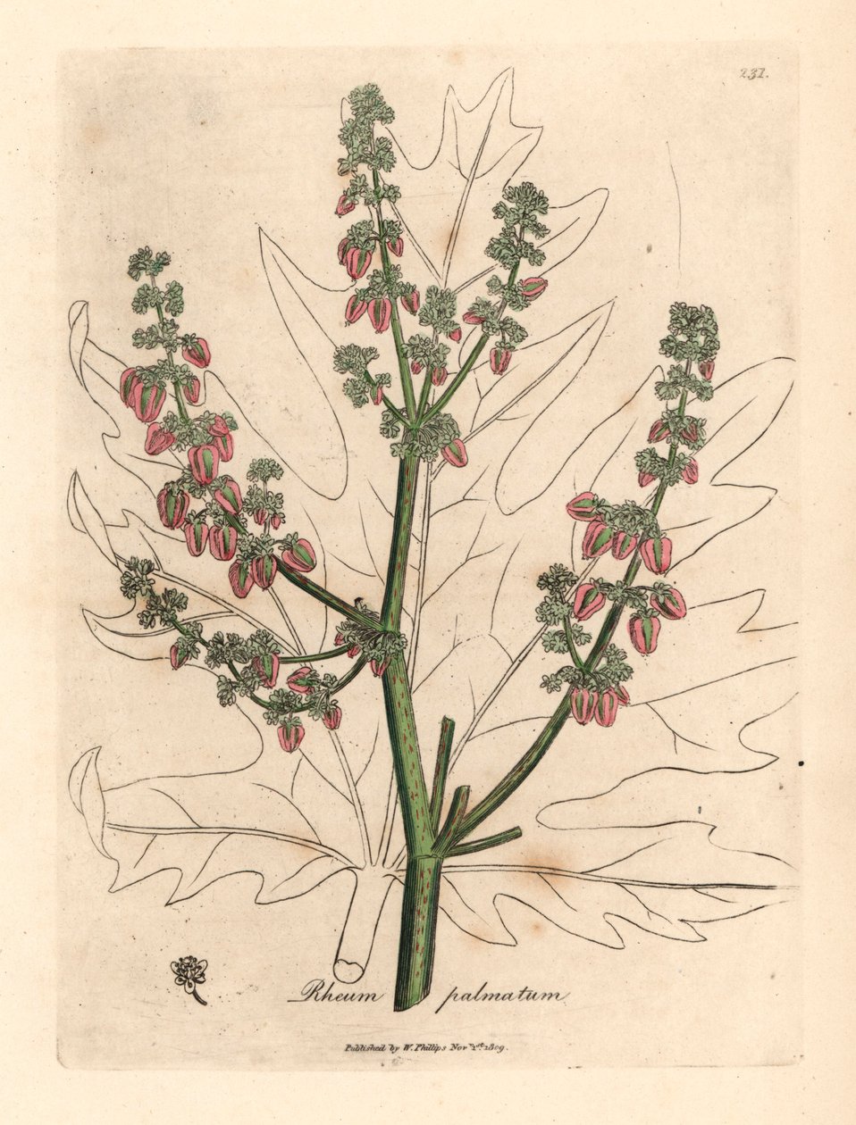 大黄（Rheum palmatum）的花和茎、叶轮廓，选自詹姆斯-索尔比（James Sowerby）1832 年威廉-伍德维尔和威廉-杰克逊-胡克爵士的《医学植物学》中的植物插图（手工彩色铜版雕刻）。 作者 詹姆斯（后）索尔比
