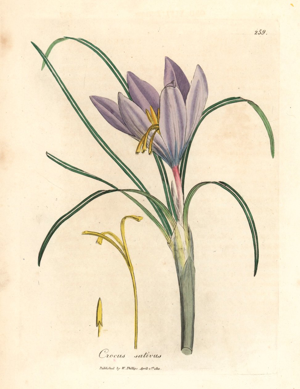 藏红花（Crocus sativus），出自詹姆斯-索尔比（James Sowerby）1832 年威廉-伍德维尔和威廉-杰克逊-胡克爵士的《医学植物学》中的植物插图（手工彩色铜版雕刻）。 作者 詹姆斯（后）索尔比