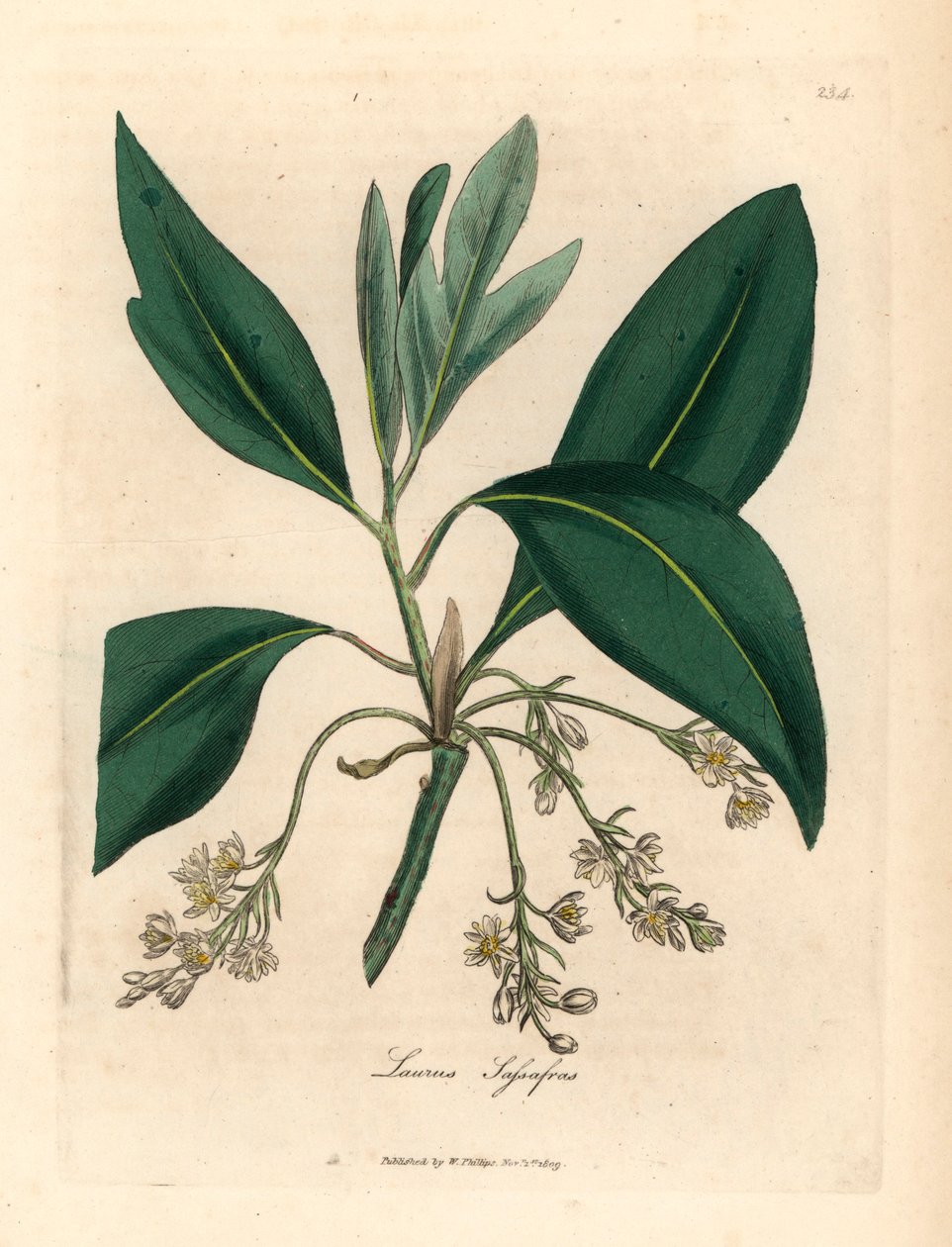 檫树，Laurus sassafras，摘自詹姆斯-索尔比（James Sowerby）1832 年威廉-伍德维尔（William Woodville）和威廉-杰克逊-胡克爵士（Sir William Jackson Hooker）的《医学植物学》中的植物插图（手工彩色铜版雕刻）。 作者 詹姆斯（后）索尔比