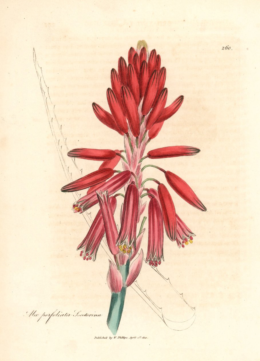 索科托里芦荟，Aloe perfoliata socotorina，摘自詹姆斯-索尔比（James Sowerby）1832 年威廉-伍德维尔（William Woodville）和威廉-杰克逊-胡克爵士（Sir William Jackson Hooker）的《医学植物学》中的一幅植物插图（手工彩色铜版雕刻）。 作者 詹姆斯（后）索尔比