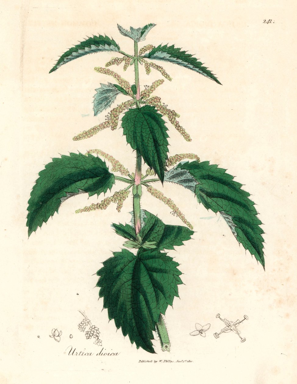 刺荨麻，出自詹姆斯-索尔比（James Sowerby）1832 年威廉-伍德维尔（William Woodville）和威廉-杰克逊-胡克爵士（William Jackson Hooker）的《医学植物学》中的植物插图（手工彩色铜版雕刻）。 作者 詹姆斯（后）索尔比