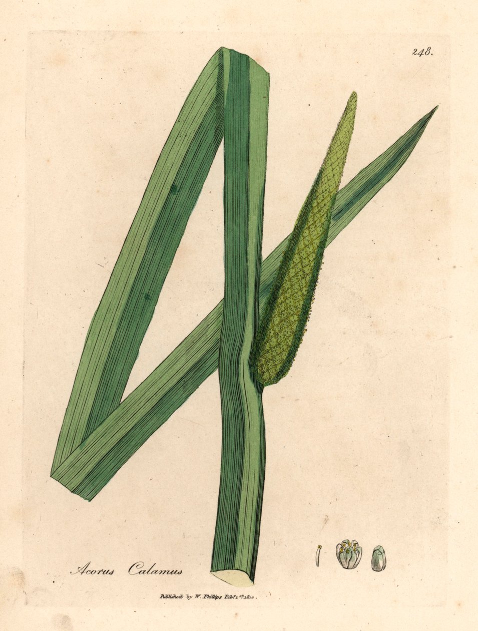 甜旗，Acorus calamus，摘自詹姆斯-索尔比（James Sowerby）1832 年威廉-伍德维尔（William Woodville）和威廉-杰克逊-胡克爵士（Sir William Jackson Hooker）《医学植物学》中的植物插图（手工彩色铜版雕刻）。 作者 詹姆斯（后）索尔比