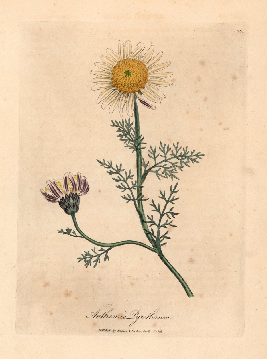 白色和黄色的西班牙洋甘菊（Anthemis pyrethrum），出自詹姆斯-索尔比（James Sowerby）1832 年威廉-伍德维尔（William Woodville）和威廉-杰克逊-胡克爵士（Sir William Jackson Hooker）的《医学植物学》中的一幅植物插图（手工彩色铜版雕刻）。 作者 詹姆斯（后）索尔比