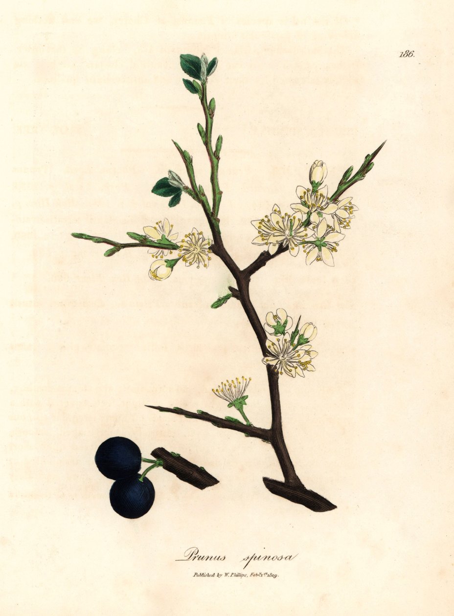 山龙眼树（Prunus spinosa）的白色花朵和蓝色浆果，选自詹姆斯-索尔比（James Sowerby）1832 年威廉-伍德维尔和威廉-杰克逊-胡克爵士的《医学植物学》中的植物插图（手工彩色铜版雕刻）。 作者 詹姆斯（后）索尔比