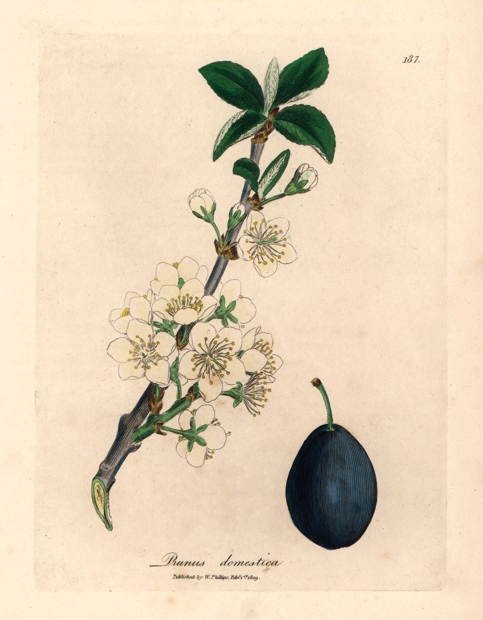 梅树（Prunus domestica）的白色花朵和果实，摘自詹姆斯-索尔比（James Sowerby）1832 年威廉-伍德维尔（William Woodville）和威廉-杰克逊-胡克爵士（Sir William Jackson Hooker）的《医学植物学》中的植物插图（手工彩色铜版雕刻）。 作者 詹姆斯（后）索尔比