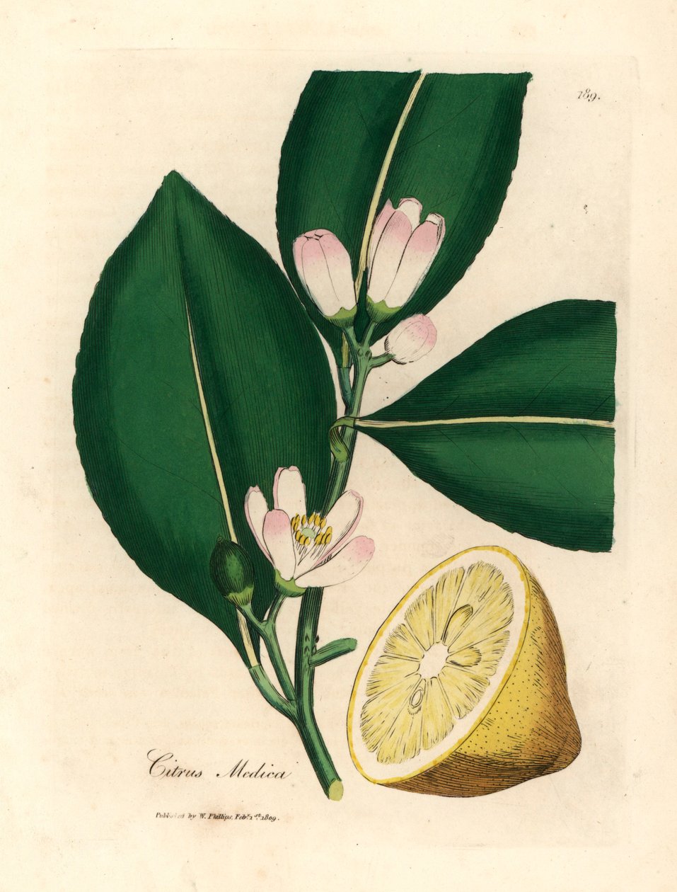 柠檬树（Citrus medica）的白色花朵和成熟果实，选自詹姆斯-索尔比（James Sowerby）1832 年威廉-伍德维尔（William Woodville）和威廉-杰克逊-胡克爵士（William Jackson Hooker）的《医学植物学》中的植物插图（手工彩色铜版雕刻）。 作者 詹姆斯（后）索尔比