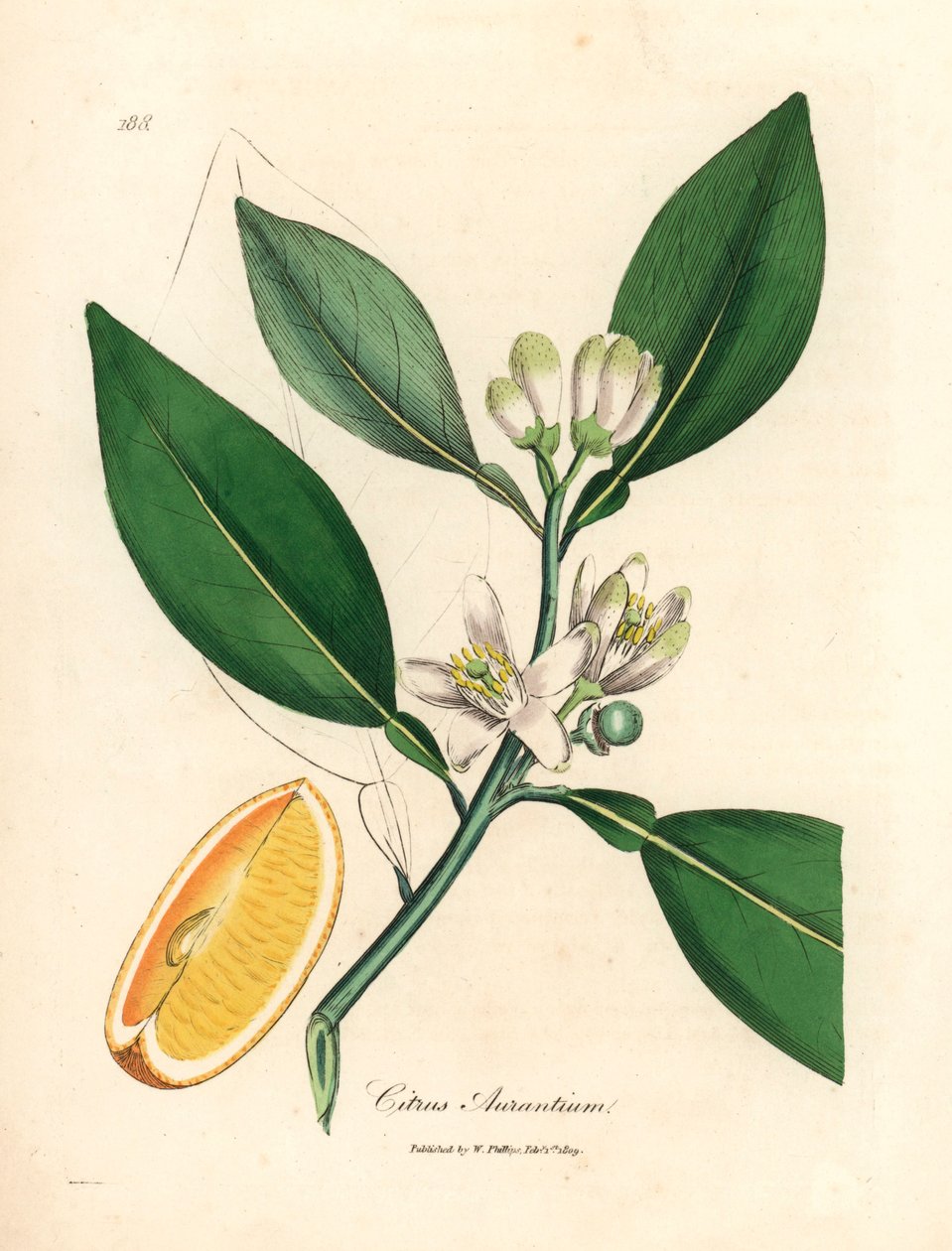 橘子树（Citrus aurantium）的白色花朵和成熟果实，摘自詹姆斯-索尔比（James Sowerby）绘制的植物插图，选自威廉-伍德维尔（William Woodville）和威廉-杰克逊-胡克尔爵士（Sir William Jackson Hooker）1832 年出版的《医学植物学》（手工彩色铜版雕刻）。 作者 詹姆斯（后）索尔比