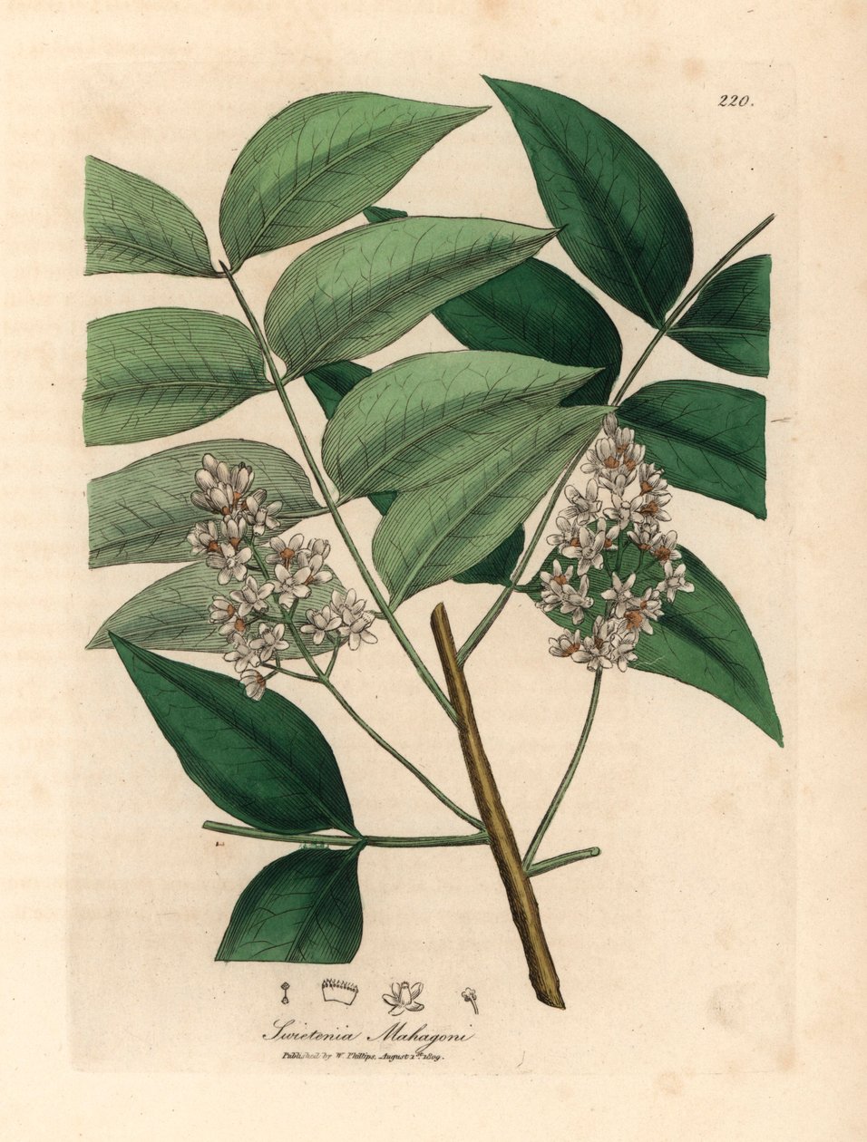 白花桃花心木，Swietenia mahogani，摘自詹姆斯-索尔比（James Sowerby）1832 年威廉-伍德维尔（William Woodville）和威廉-杰克逊-胡克爵士（William Jackson Hooker）《医学植物学》中的一幅植物插图（手工彩色铜版雕刻）。 作者 詹姆斯（后）索尔比