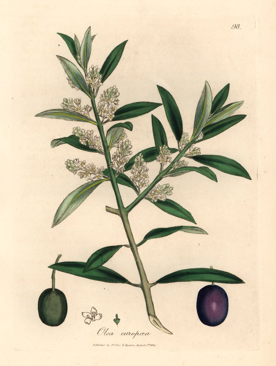 带果实的白花欧洲橄榄树，Olea europaea，选自詹姆斯-索尔比（James Sowerby）1832 年威廉-伍德维尔（William Woodville）和威廉-杰克逊-胡克爵士（William Jackson Hooker）的《医学植物学》中的植物插图（手工彩色铜版雕刻）。 作者 詹姆斯（后）索尔比