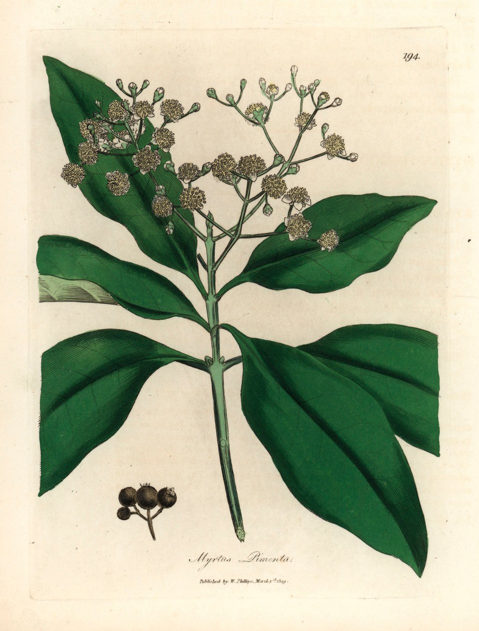 白花香料树，Myrtus pimenta，出自詹姆斯-索尔比（James Sowerby）1832 年威廉-伍德维尔（William Woodville）和威廉-杰克逊-胡克爵士（Sir William Jackson Hooker）的《医学植物学》中的植物插图（手工彩色铜版雕刻）。 作者 詹姆斯（后）索尔比