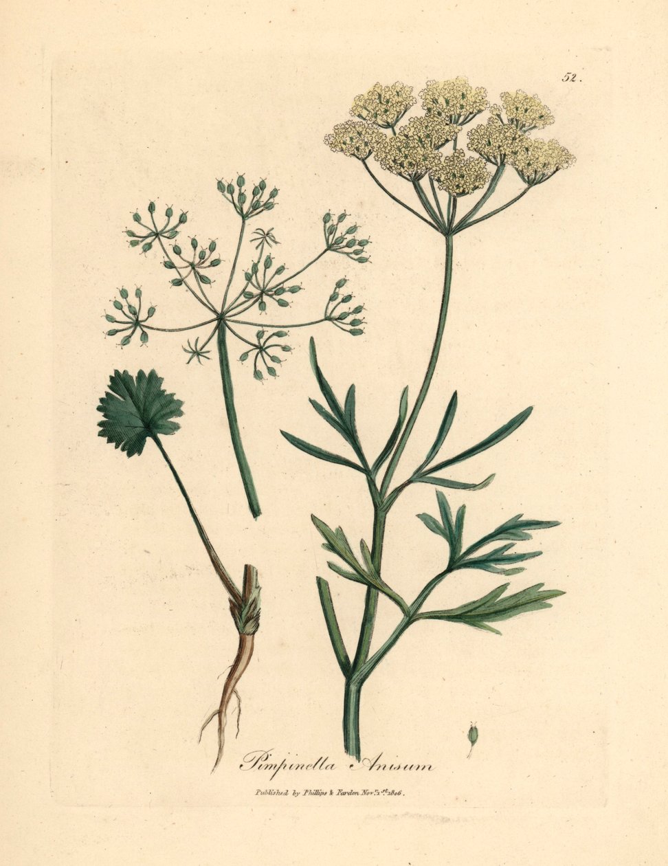 白花八角，Pimpinella anisum，出自詹姆斯-索尔比（James Sowerby）1832 年威廉-伍德维尔和威廉-杰克逊-胡克爵士的《医学植物学》中的一幅植物插图（手工彩色铜版雕刻）。 作者 詹姆斯（后）索尔比