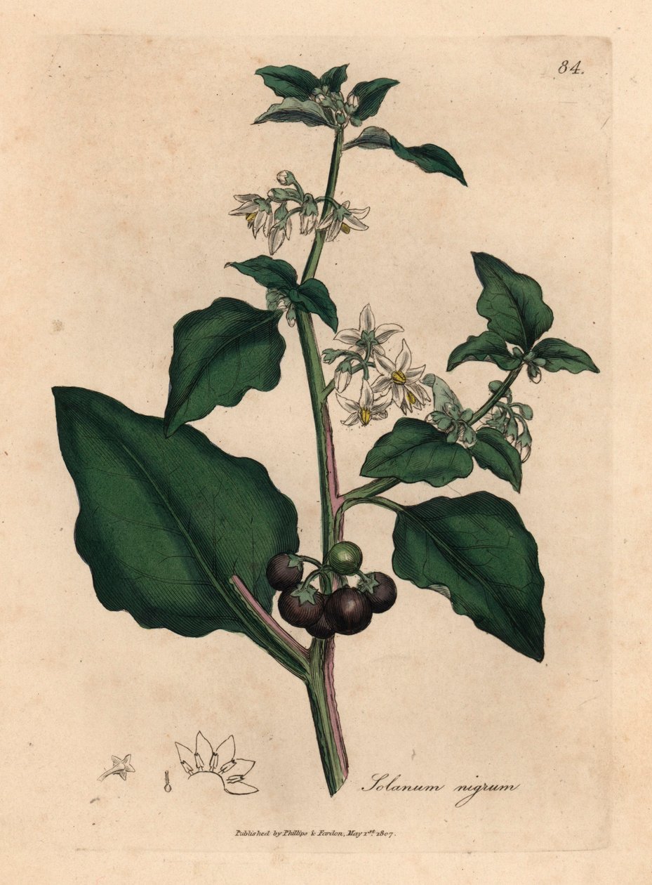 白花黑莓，花园夜来香，Solanum nigrum，摘自詹姆斯-索尔比（James Sowerby）1832 年威廉-伍德维尔（William Woodville）和威廉-杰克逊-胡克爵士（Sir William Jackson Hooker）的《医学植物学》中的植物插图（手工彩色铜版雕刻）。 作者 詹姆斯（后）索尔比