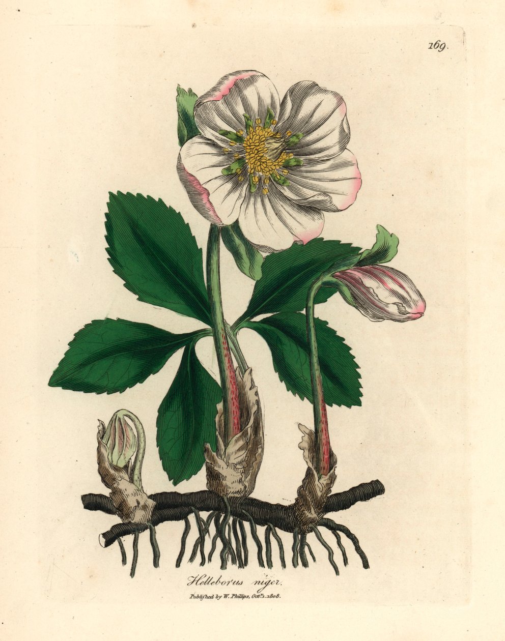 白花黑鹤望兰或圣诞玫瑰（Helleborus niger），出自詹姆斯-索尔比（James Sowerby）1832 年威廉-伍德维尔（William Woodville）和威廉-杰克逊-胡克爵士（William Jackson Hooker）的《医学植物学》中的一幅植物插图（手工彩色铜版雕刻）。 作者 詹姆斯（后）索尔比