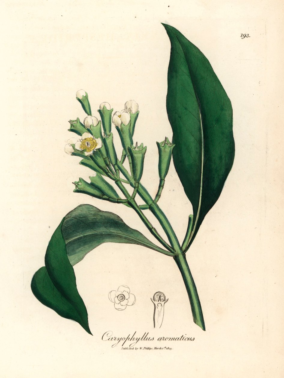白花丁香树，Caryophyllus aromaticus，出自詹姆斯-索尔比（James Sowerby）1832 年威廉-伍德维尔（William Woodville）和威廉-杰克逊-胡克爵士（Sir William Jackson Hooker）的《医学植物学》中的植物插图（手工彩色铜版雕刻）。 作者 詹姆斯（后）索尔比