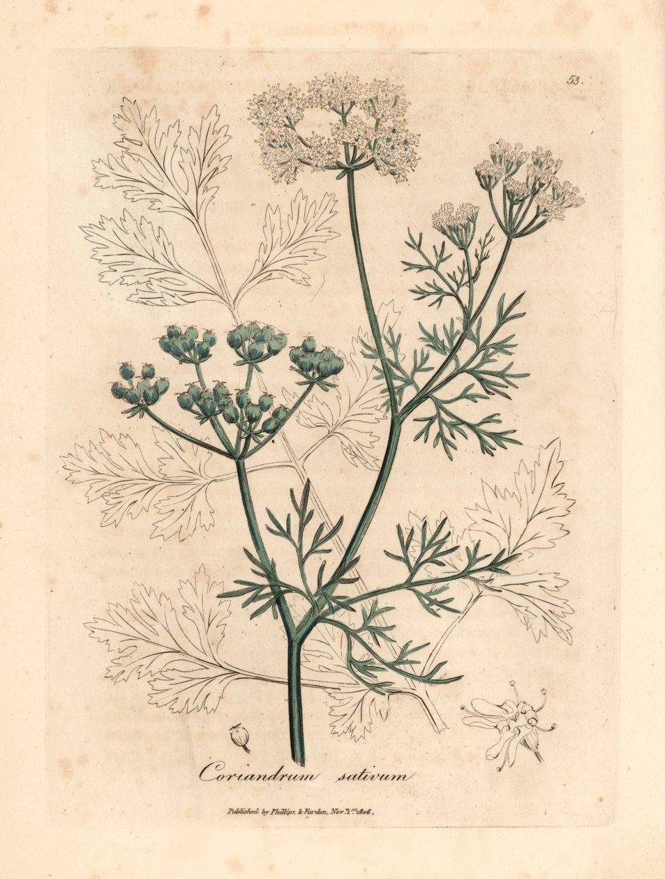 白花芫荽，Coriandrum sativum，出自詹姆斯-索尔比（James Sowerby）1832 年威廉-伍德维尔和威廉-杰克逊-胡克爵士的《医学植物学》中的一幅植物插图（手工彩色铜版雕刻）。 作者 詹姆斯（后）索尔比