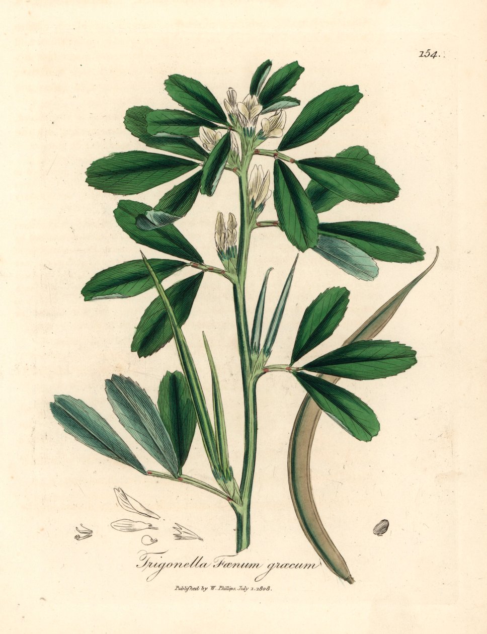 带豆荚的白花葫芦巴，Trigonella foenum graecum，摘自 James Sowerby 绘制的植物插图，出自 William Woodville 和 William Jackson Hooker 爵士 1832 年出版的《医学植物学》（手工彩色铜版雕刻）。 作者 詹姆斯（后）索尔比